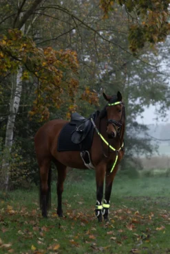COVALLIERO Leuchtgamasche LED